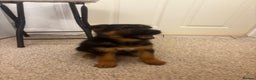 German Shepherd dogs for sale: Bloodline German shepherd puppy’s  - Advert 6