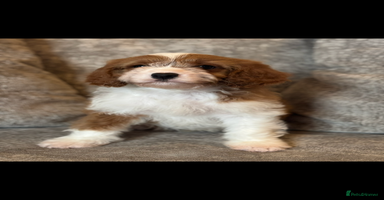 Cavapoo dogs - Advert 8