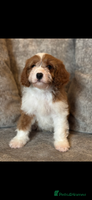 Cavapoo dogs - Advert 15