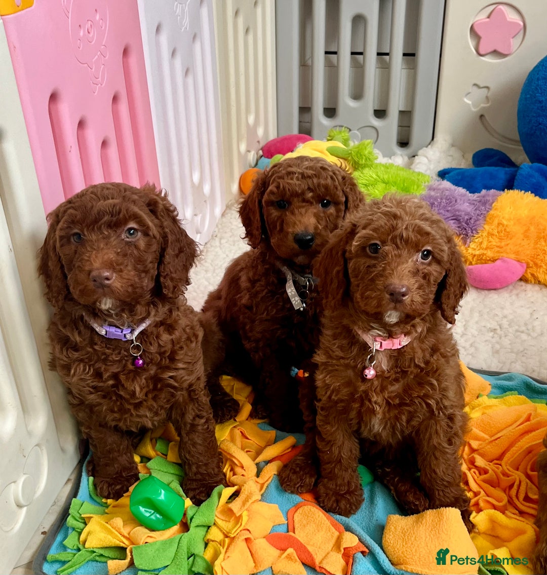 Goldendoodle dogs for sale: multigenerational Australian Golden doubledoodles - Advert 1
