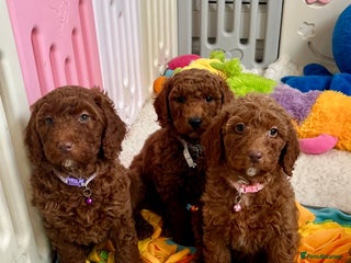 Goldendoodle dogs multigenerational Australian Golden doubledoodles - Advert 6