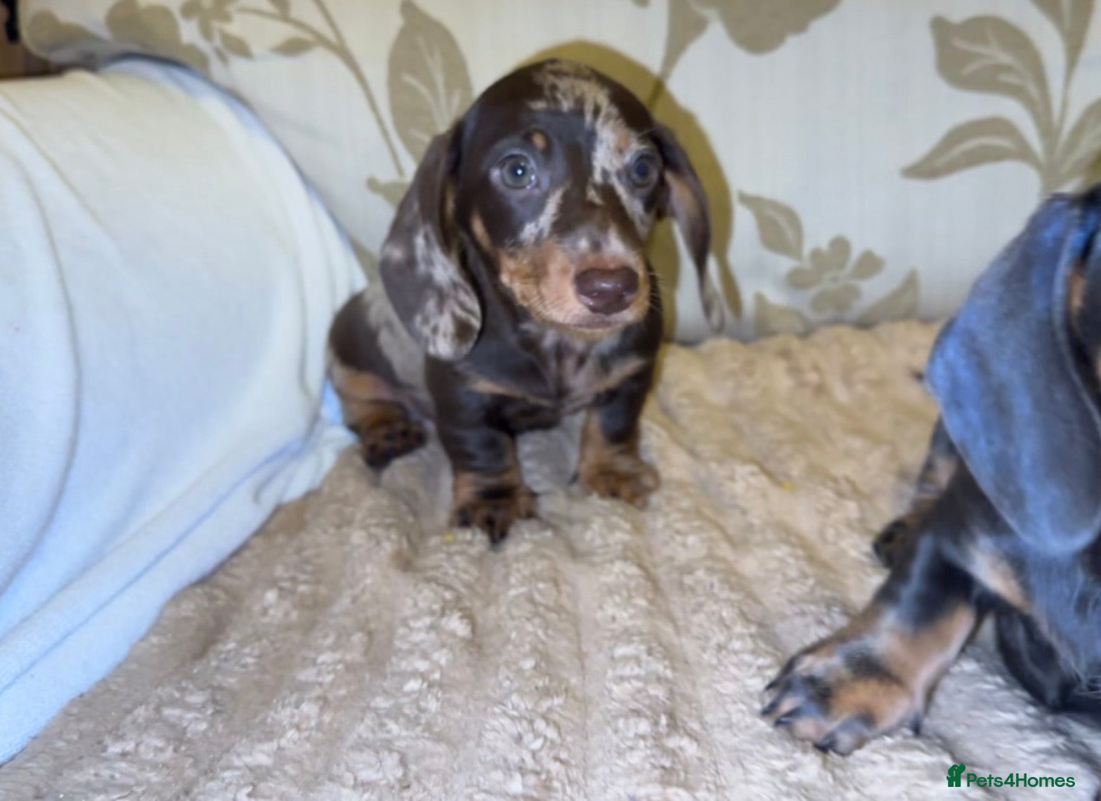 Miniature Dachshund dogs MINIATURE DASHAUND PUPPYS KC REG - Advert 15