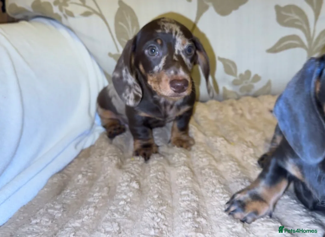 Miniature Dachshund dogs for sale: Mini dapple Dashaund puppy - Advert 2
