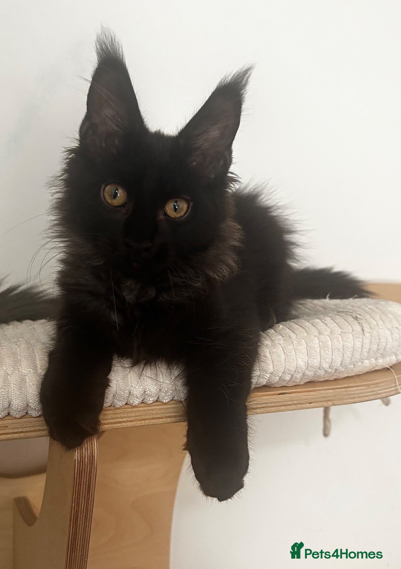 Maine Coon cats for sale: Stunning solid black female Maine Coon - Advert 2