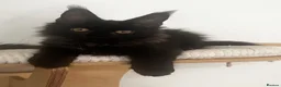 Maine Coon cats for sale: Stunning solid black female Maine Coon - Advert 1