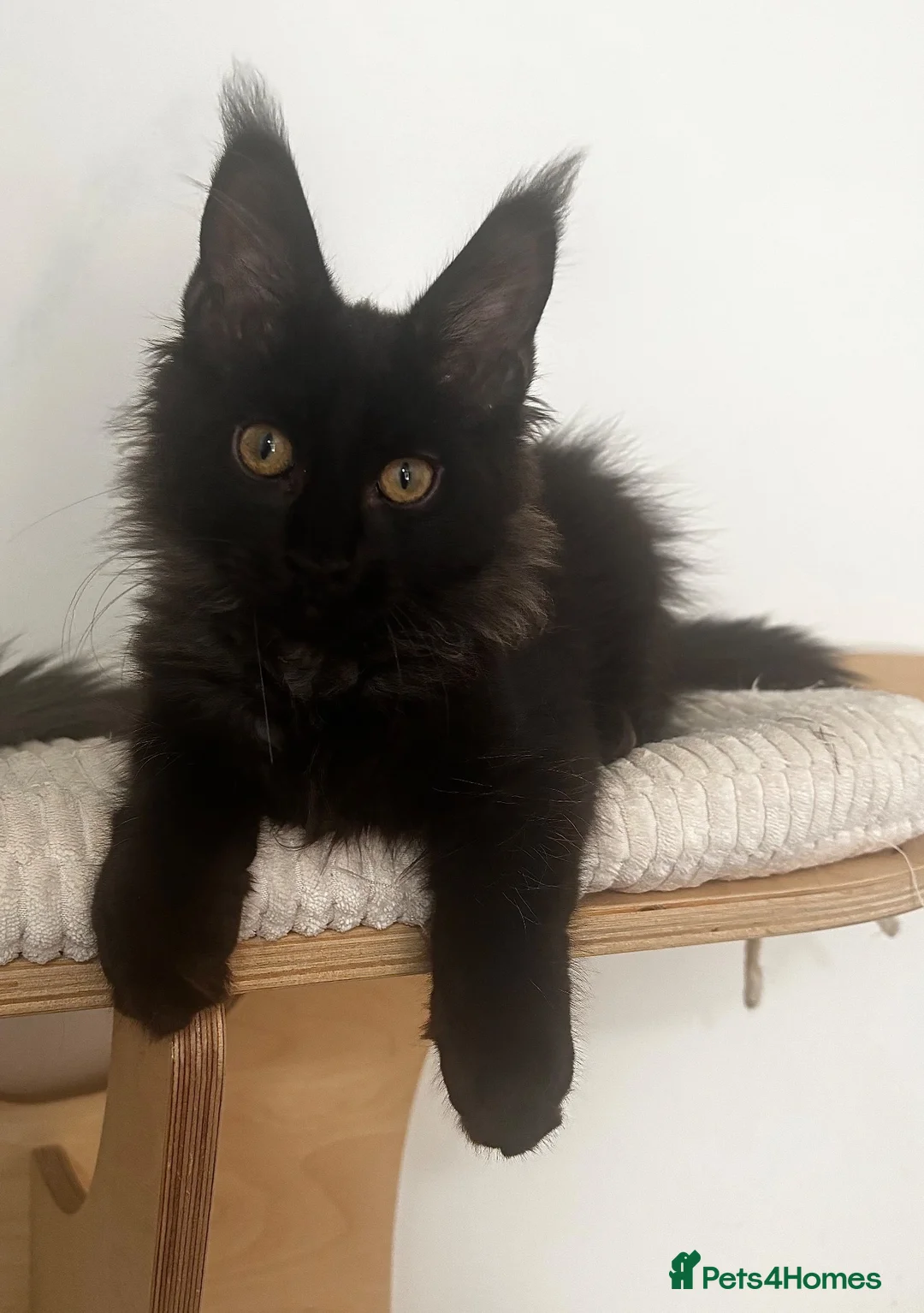 Maine Coon cats for sale: Stunning solid black female Maine Coon - Advert 1