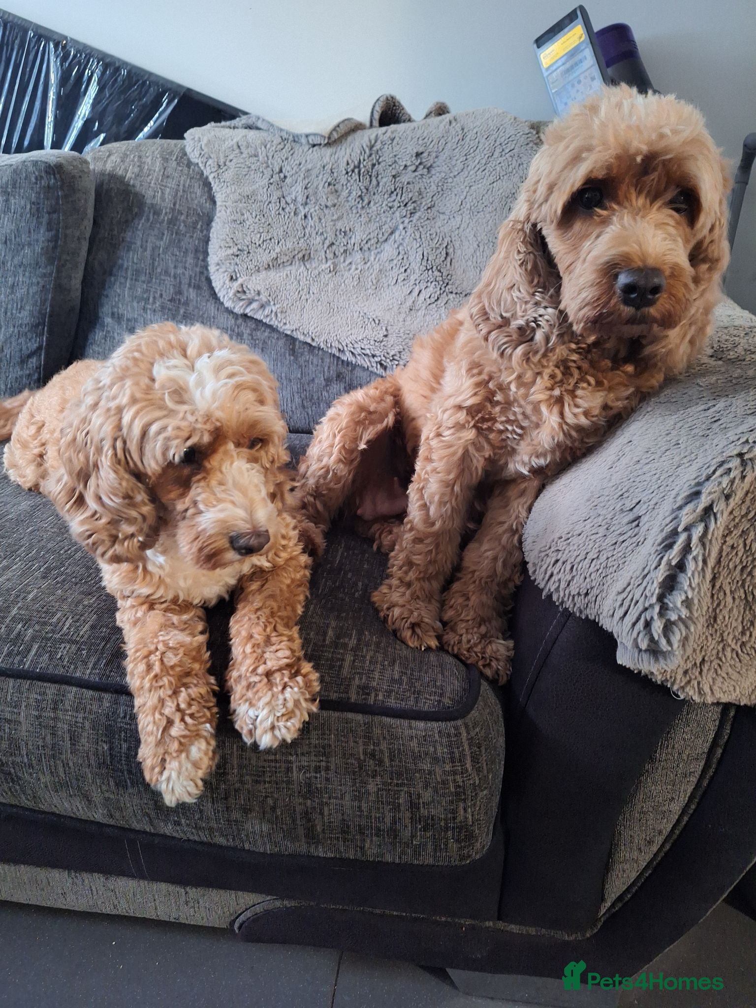 Cockapoo dogs Dark Red Cockapoo puppies  - Advert 1