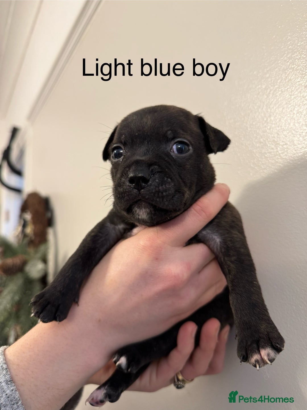 Staffordshire Bull Terrier dogs for sale: KC Staffordshire bull terrier puppies  - Advert 25