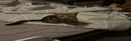 Burmilla cats for sale: Taz and Tigger  - Advert 4