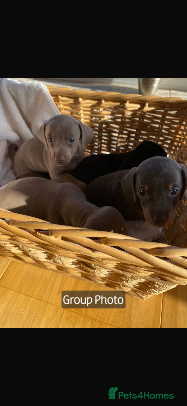 Miniature Dachshund dogs KC Minature Dacshunds READY NOW! - Advert 10