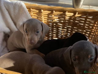 Miniature Dachshund dogs KC Minature Dacshunds - Advert 13