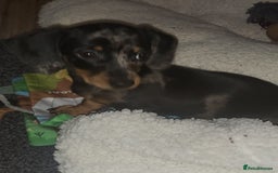 Dachshund dogs for sale: Dachsunds Minuture Silver dapple Girl... - Image 2