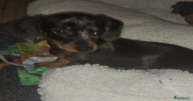 Dachshund dogs - Advert 12