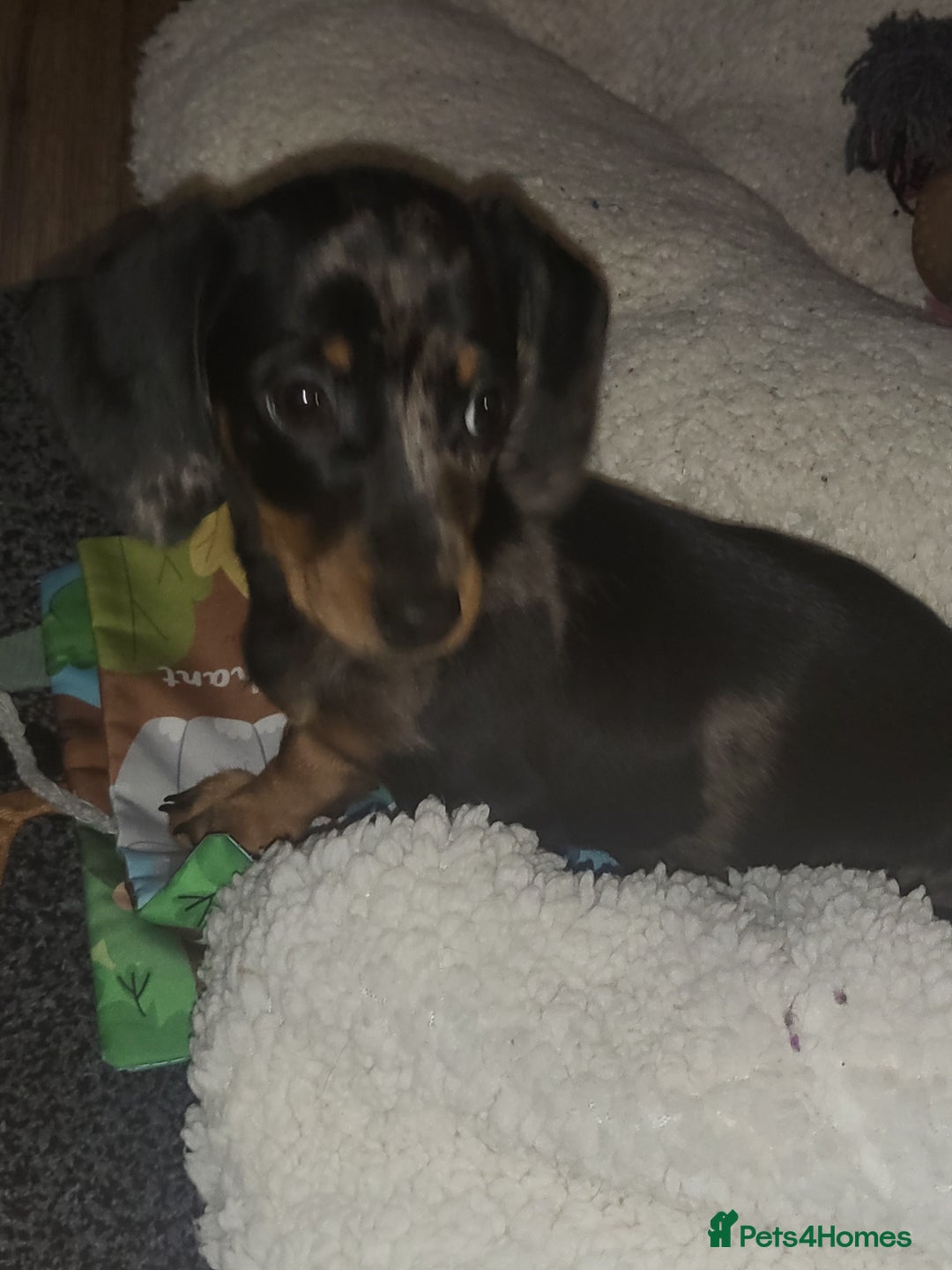 Dachshund dogs for sale: Dachsunds Minuture Silver dapple Girl... - Image 2