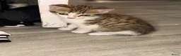Mixed Breed cats for sale: Beautiful little tabby boy available  in Macclesfield - Advert 2