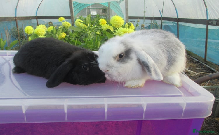 Mini Lop rabbits - Advert 14