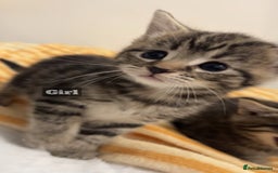 Mixed Breed cats for sale: Mixed breed Kittens for sale  - Image 1