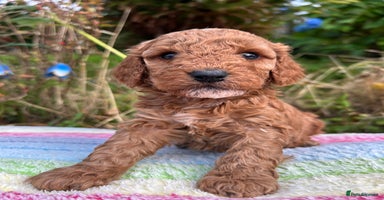 Cockapoo dogs - Advert 8