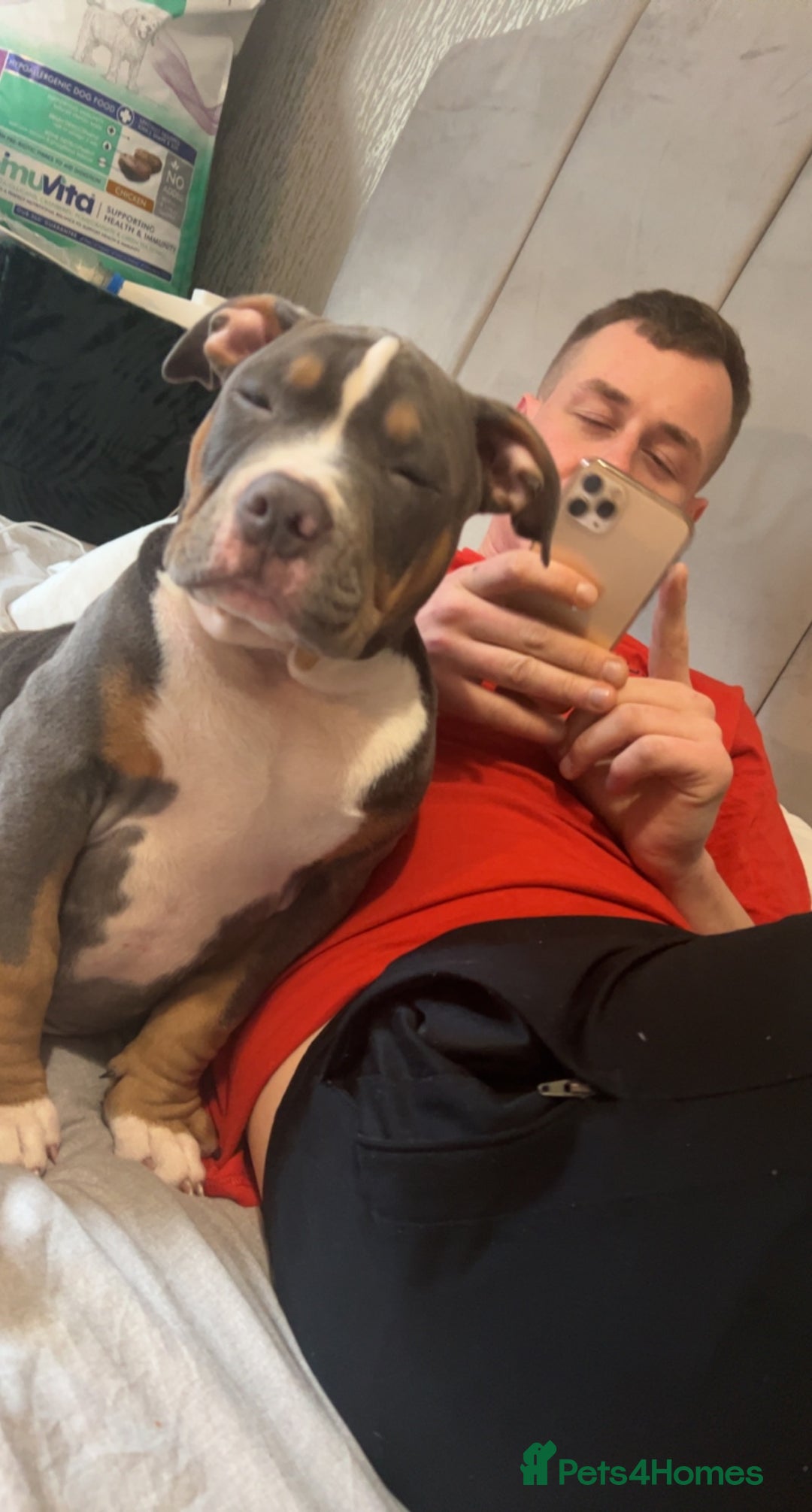 American Bully dogs for stud: Pocket bully for stud - Advert 9