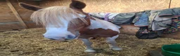 Irish Cob horses for sale: Champ cob cross  in Thatcham - Advert 5