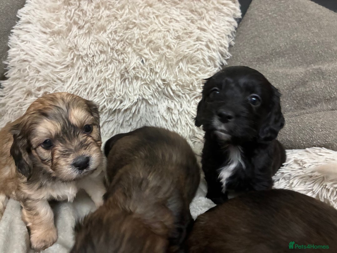 Mixed Breed dogs for sale: Adorable Cockerchons Fluffy, Low-Shed Wonders! - Image 23