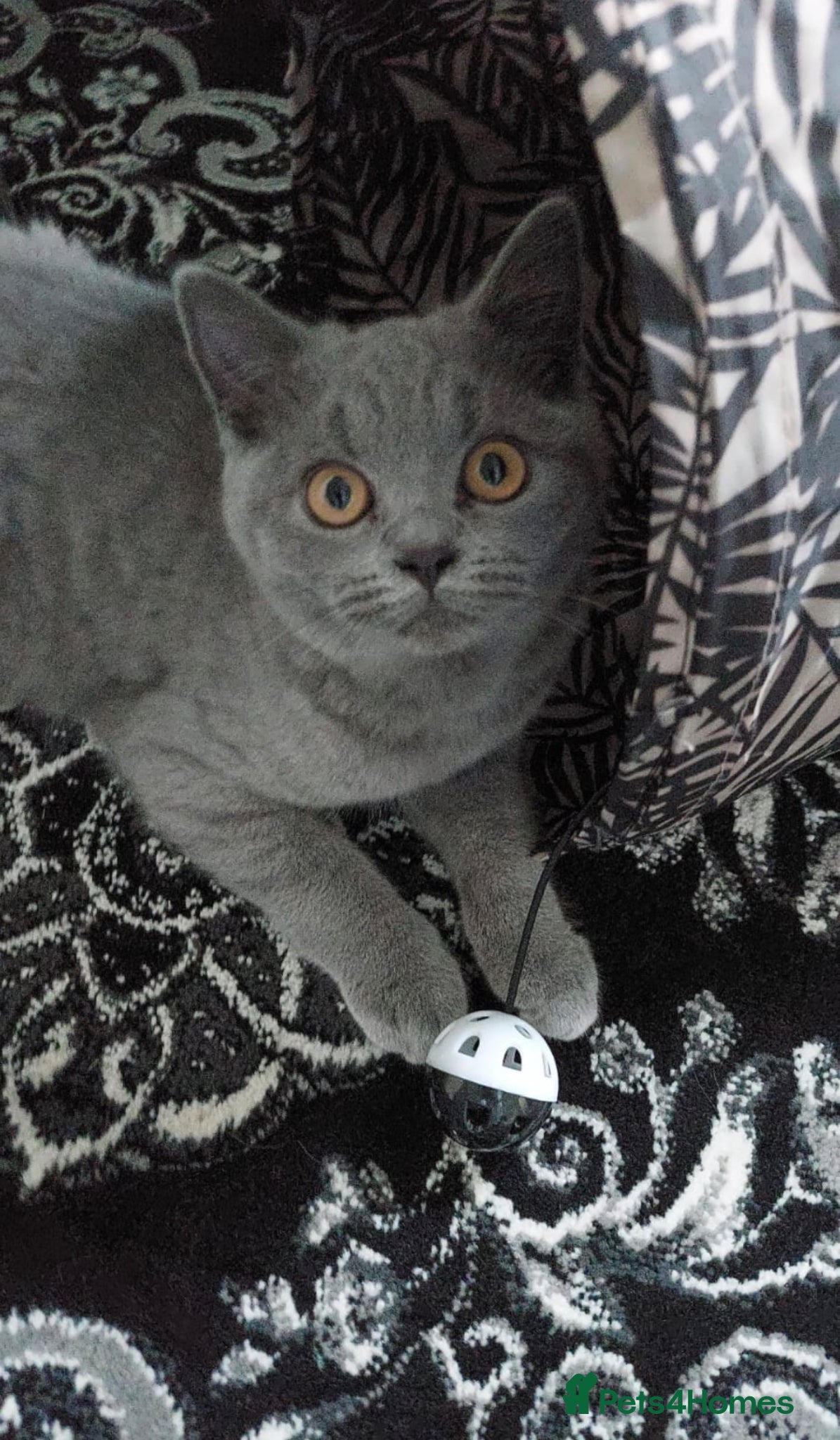 British Shorthair cats British short hair  - Advert 1