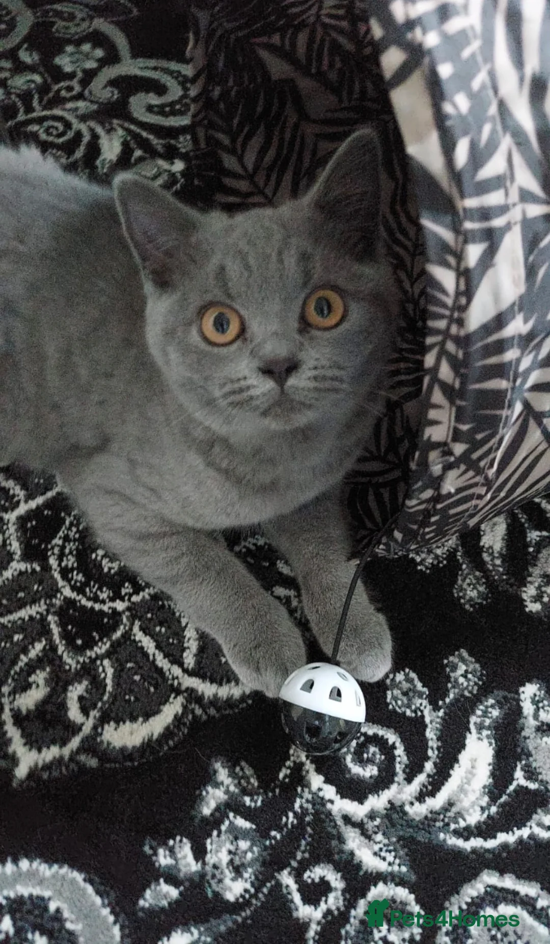 British Shorthair cats for sale: British short hair  in Bradford - Advert 1