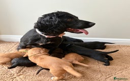 Cocker Spaniel dogs for sale: Stunning cocker spaniel puppies  - Image 1