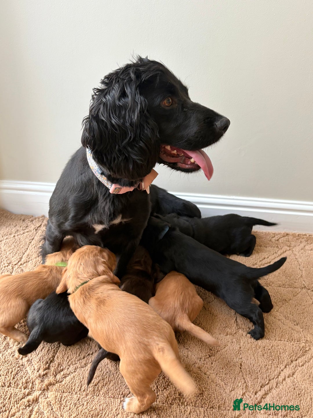 Cocker Spaniel dogs for sale: Stunning cocker spaniel puppies  - Image 1