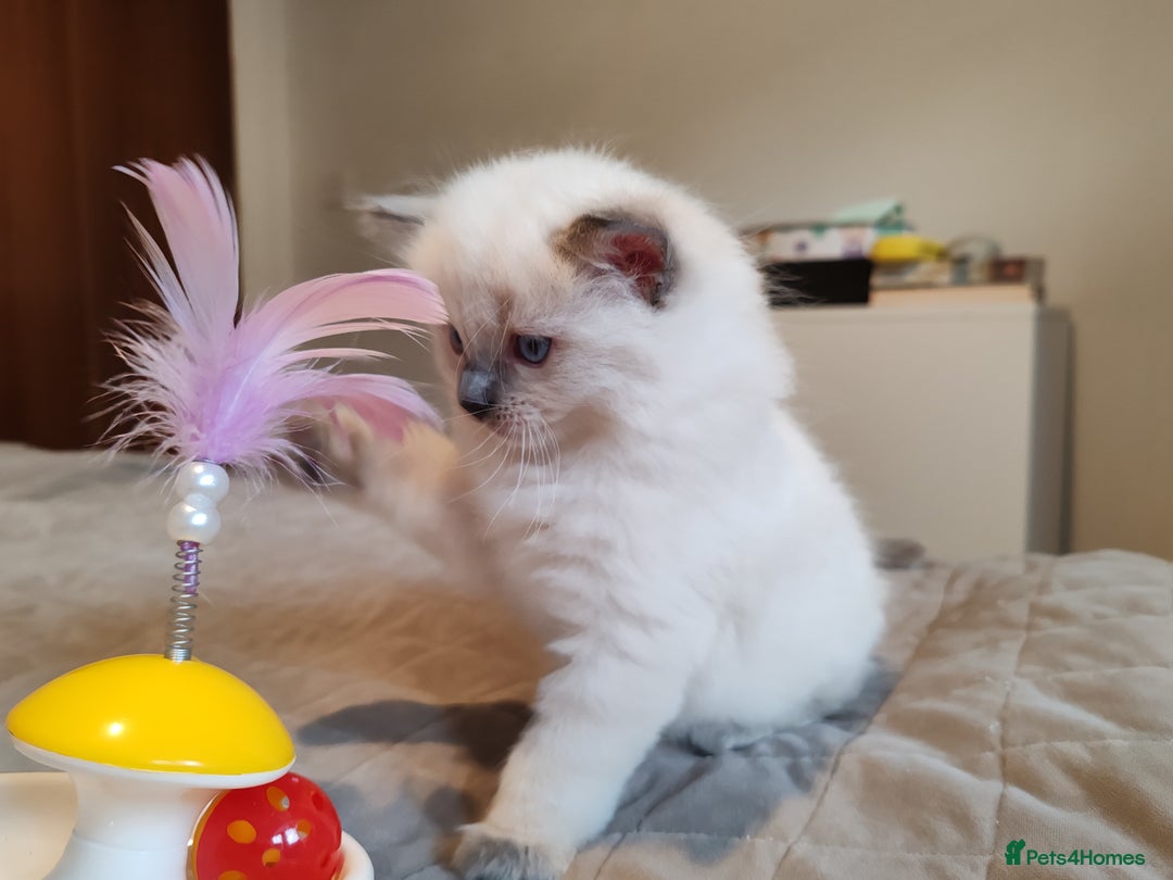 Ragdoll cats for sale: Ragdoll kittens - 1 girl & 2 boys - Image 6