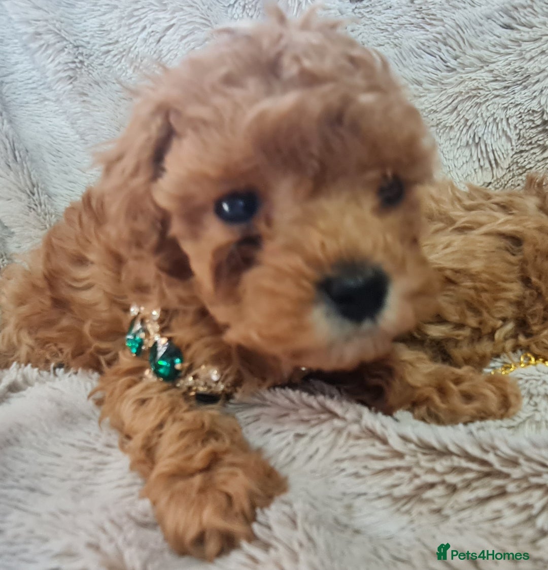 Toy Poodle dogs for sale: Tiny kc puppies,DNA&Genetic tested parents  - Image 7