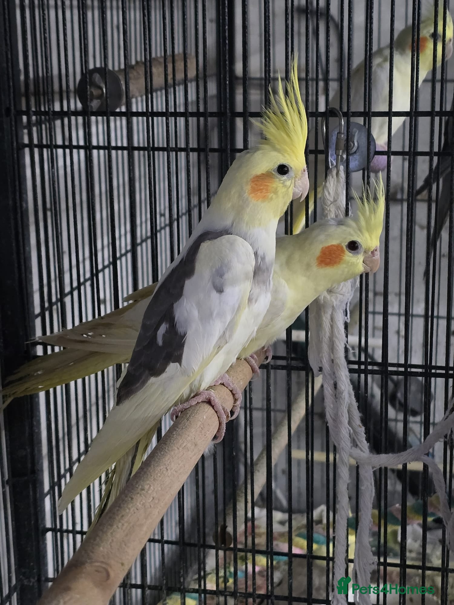 Cockatiels birds Young avairy Bred cockatiels  - Advert 7
