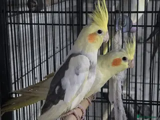 Cockatiels birds Young avairy Bred cockatiels - Advert 7