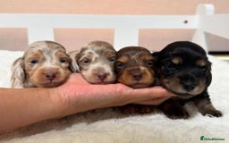 Dachshund dogs for sale: M/F Dachshund Pups - Image 1