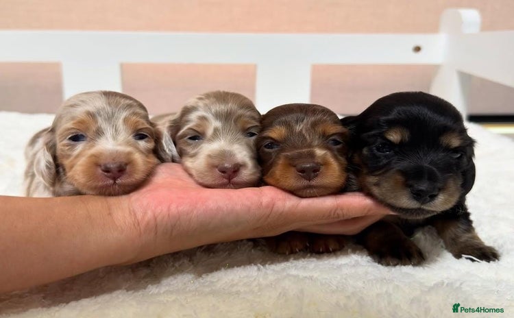 Dachshund dogs - Advert 1