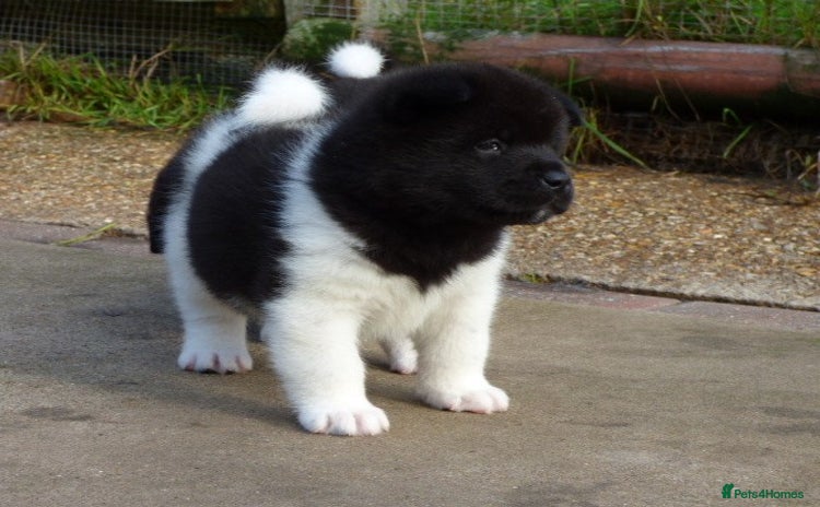 Akita dogs - Advert 1