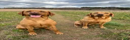 Labrador Retriever dogs for sale: KC Fox Red Labrador Pups FTCH Sire - Health Tested - Advert 5