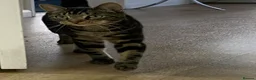 Mixed Breed cats for sale:  British short hair tabby cat - Advert 4