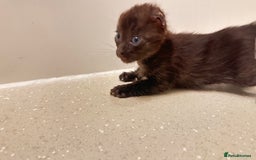 Savannah cats for sale: Stunning F3 Savannahs - Image 9
