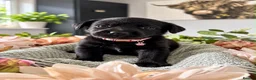Labrador Retriever dogs for sale: Stunning Labrador Puppies For Sale 🐾  - Advert 7