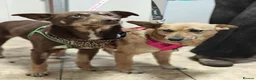 Mixed Breed dogs for adoption: 💙🐶 KAI & ❤️🐶 GERDA– LIKE IN A FAIRY TALE in Burton-on-Trent - Advert 14