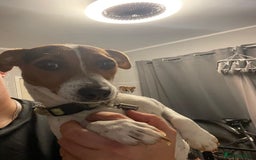 Jack Russell dogs for sale: Small 11 month old jack Russell  - Image 1