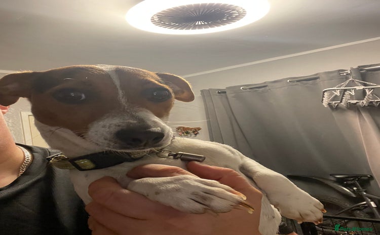 Jack Russell dogs - Advert 1