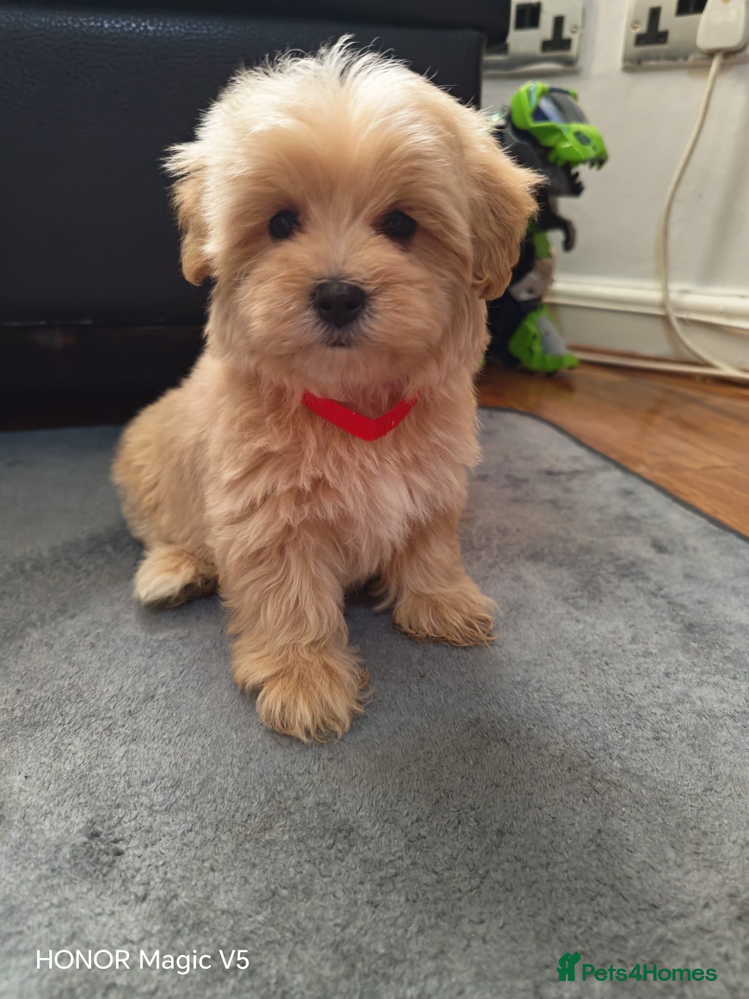 Maltipoo dogs Miniature Maltipoo Puppies - Advert 3