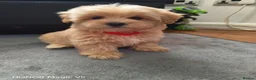 Maltipoo dogs for sale: Miniature Maltipoo Puppies - Advert 16