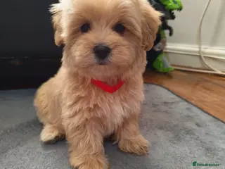 Maltipoo dogs Miniature Maltipoo Puppies - Advert 3