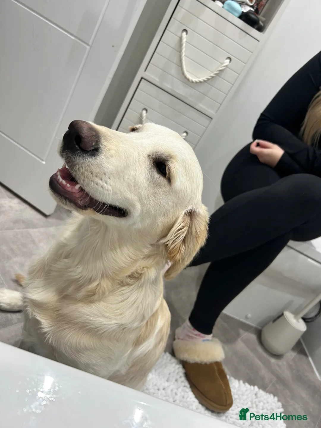 Golden Retriever dogs for sale: 7 month Golden Retriever  - Advert 2