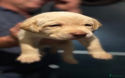 Labrador Retriever dogs for sale: KC Lab puppies - Image 6