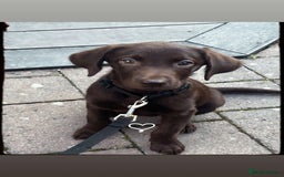 Labrador Retriever dogs for sale: Chocolate Labrador  - Image 4