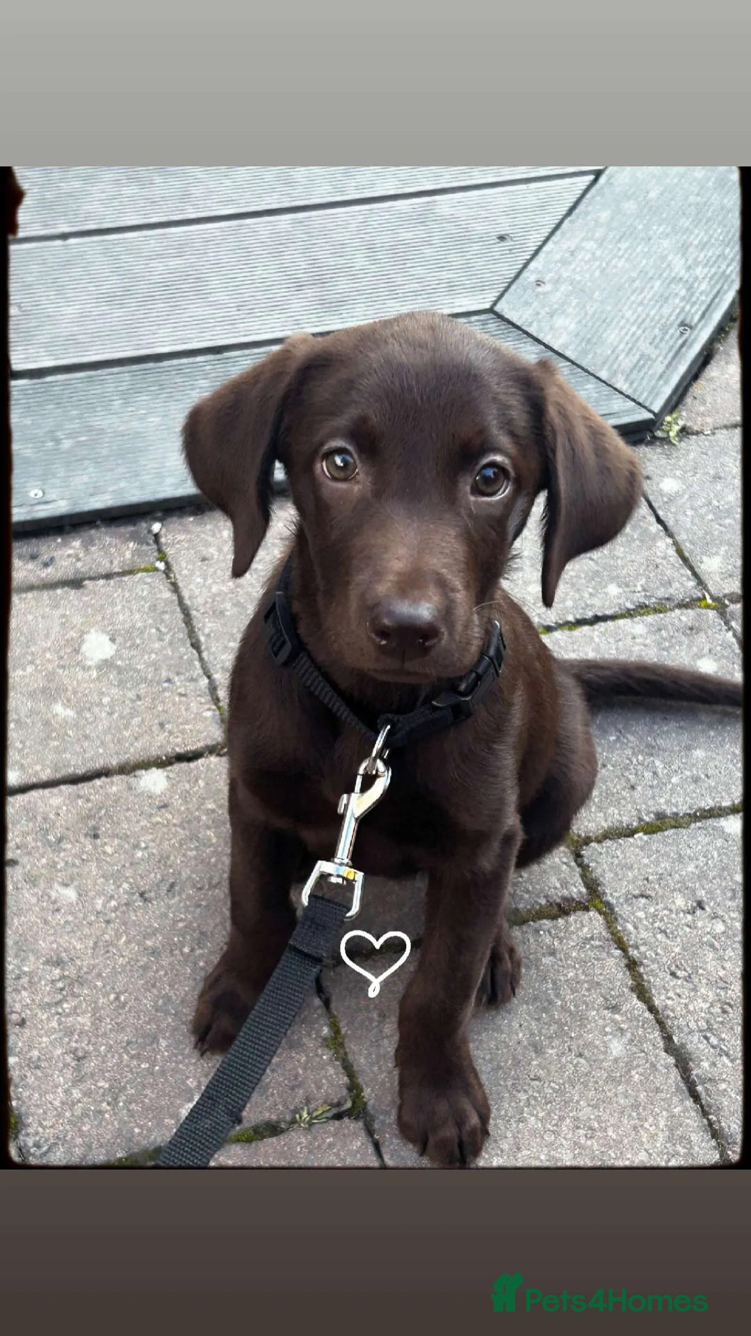 Labrador Retriever dogs for sale: Chocolate Labrador  - Image 4